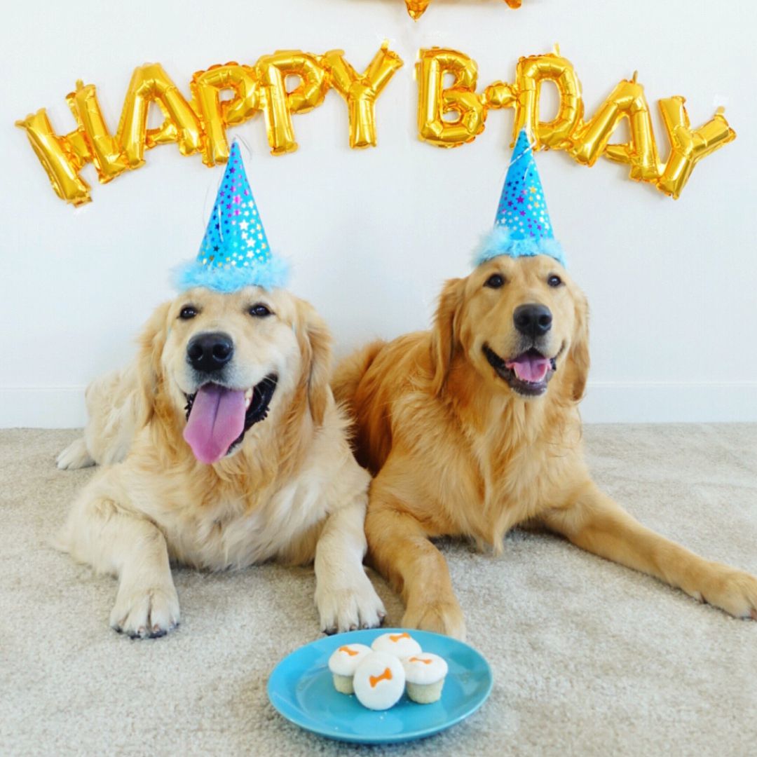 10 Ideas to Have enjoyable Your Canine’s Birthday