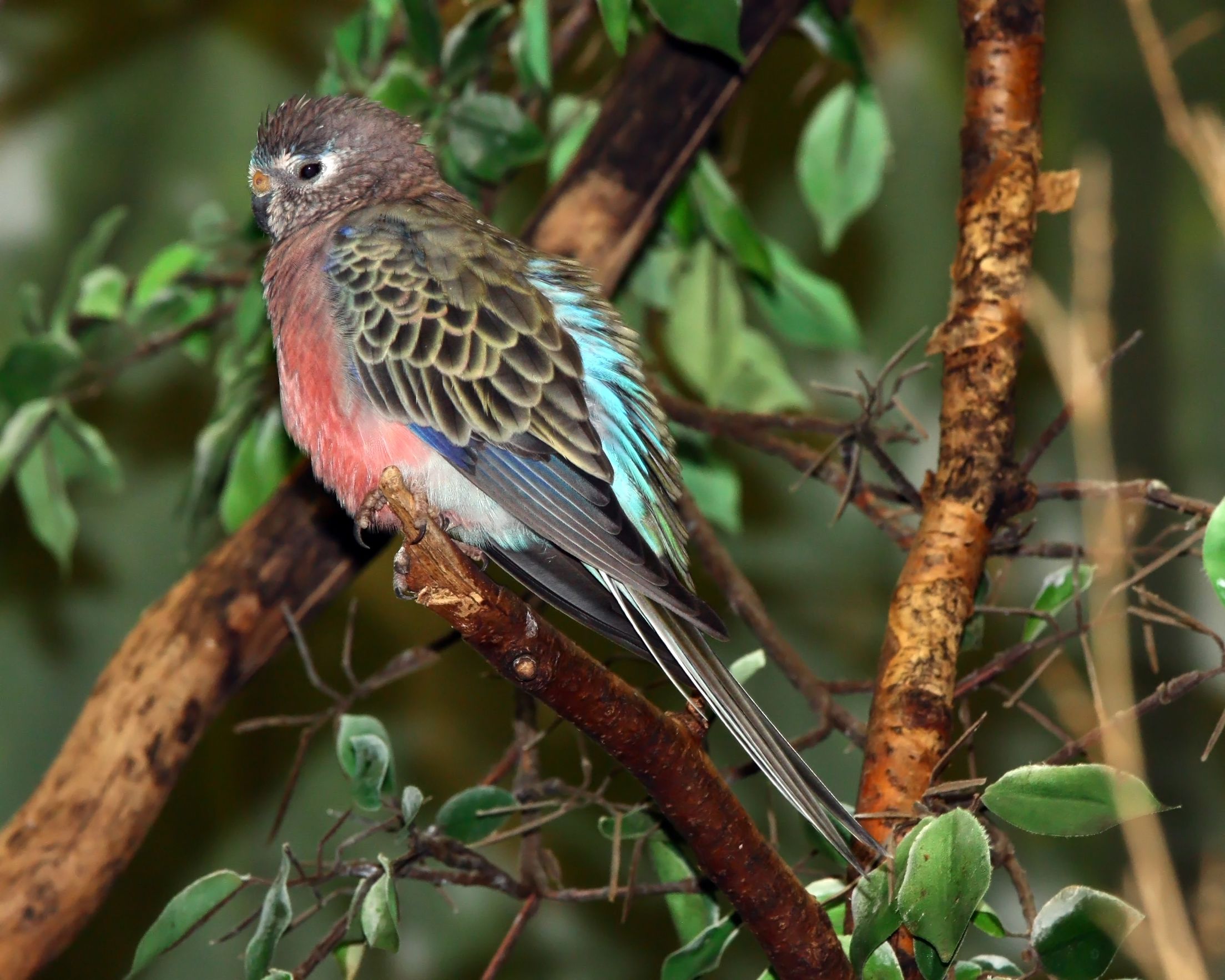 Bourke’s Parakeet — Full Profile, Historical past, and Care