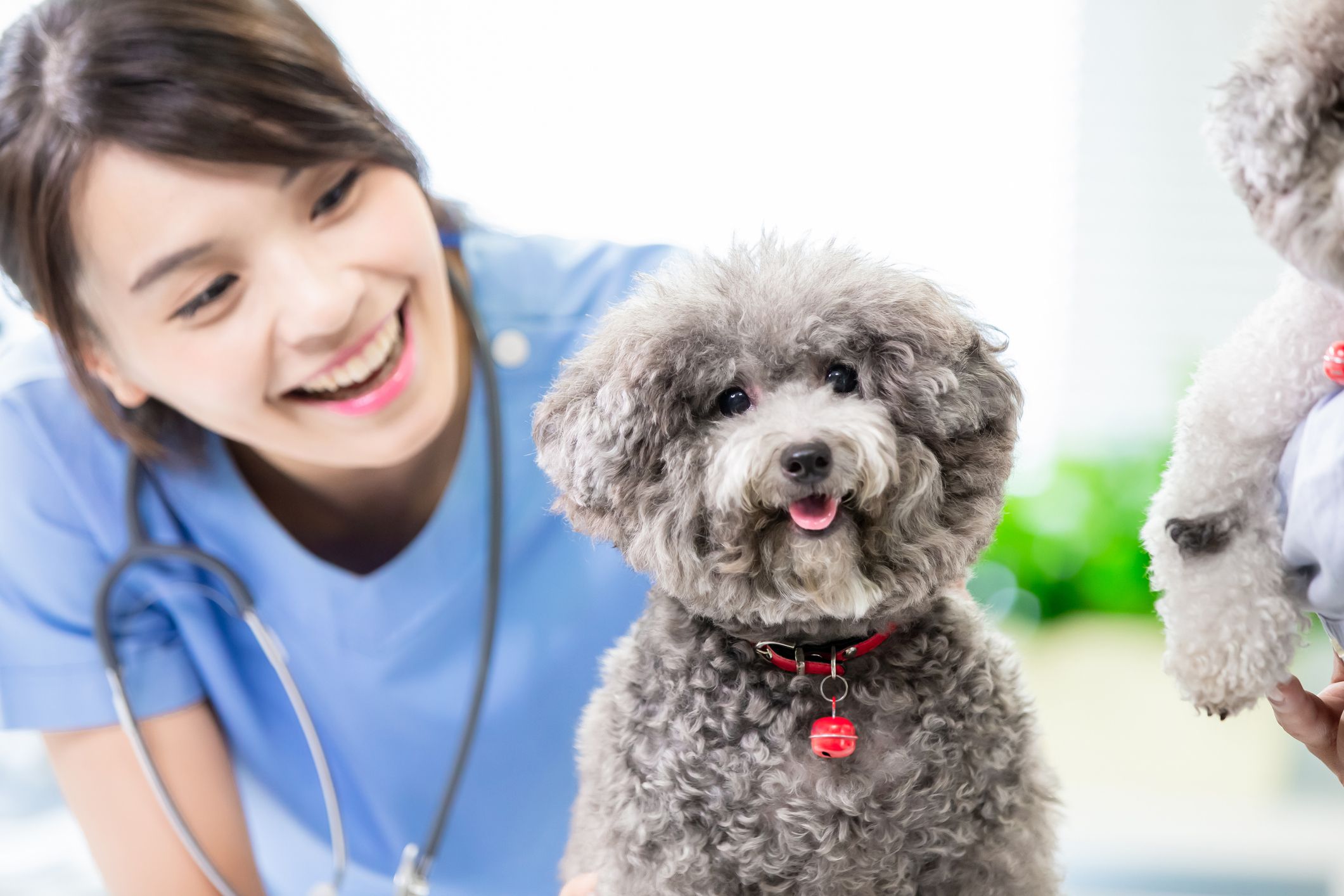 Dexamethasone for Canines