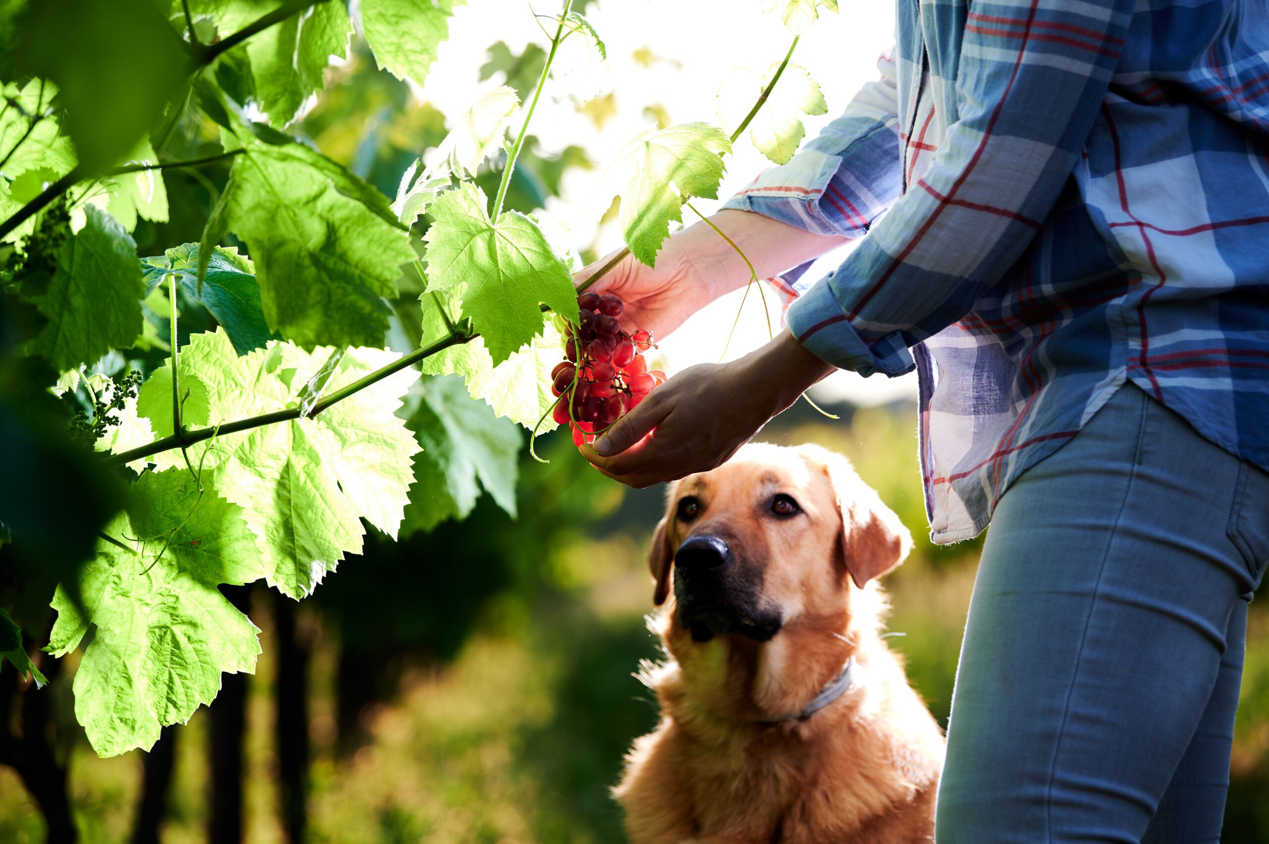 Uncover Pet-Nice Wineries: Kinds, Locations, and Further