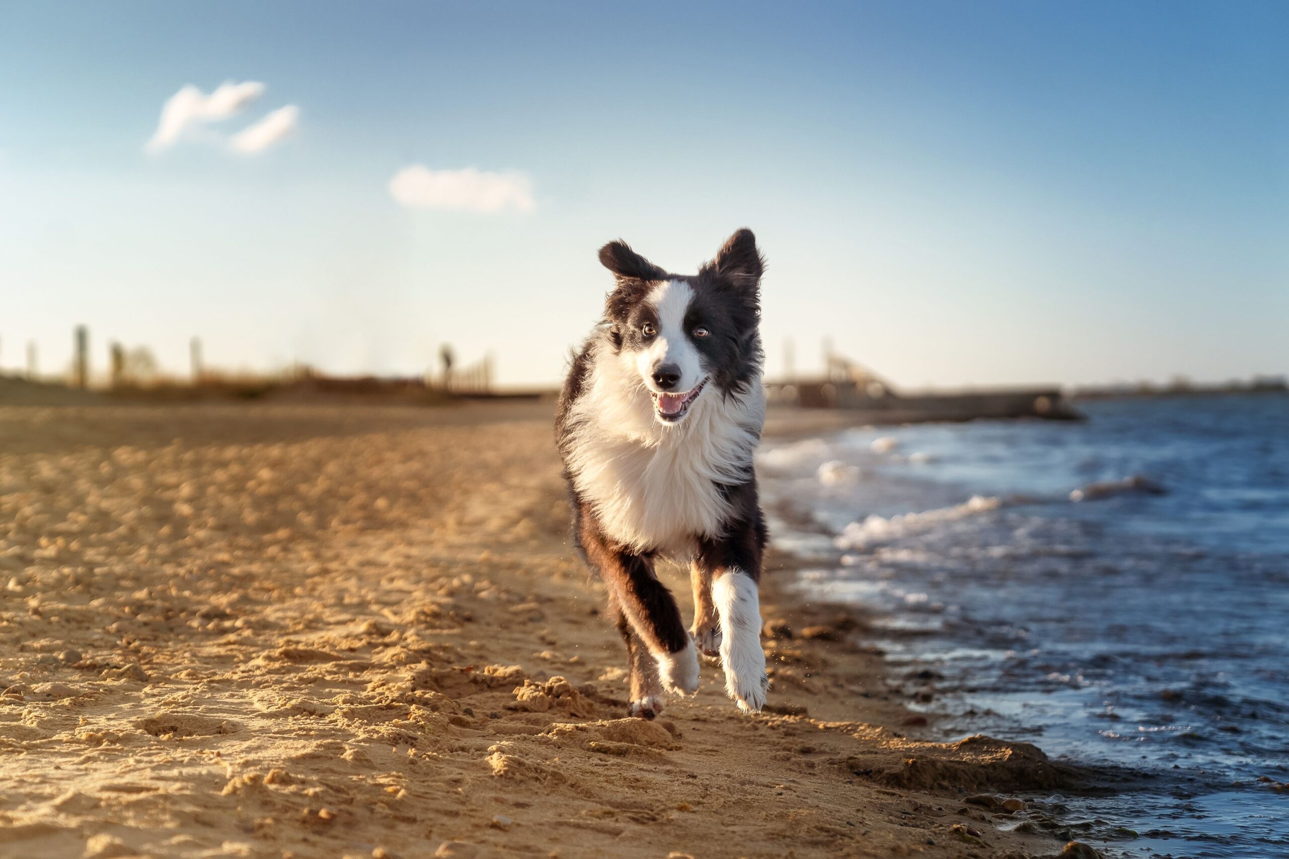 Pet-Nice Seashores: Types, Areas, and Options