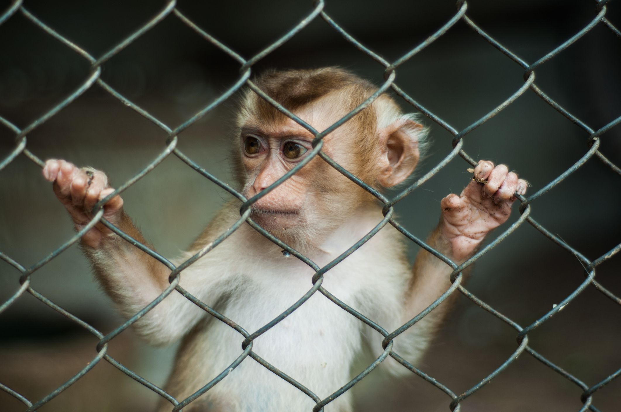 Should You Keep a Pet Monkey?