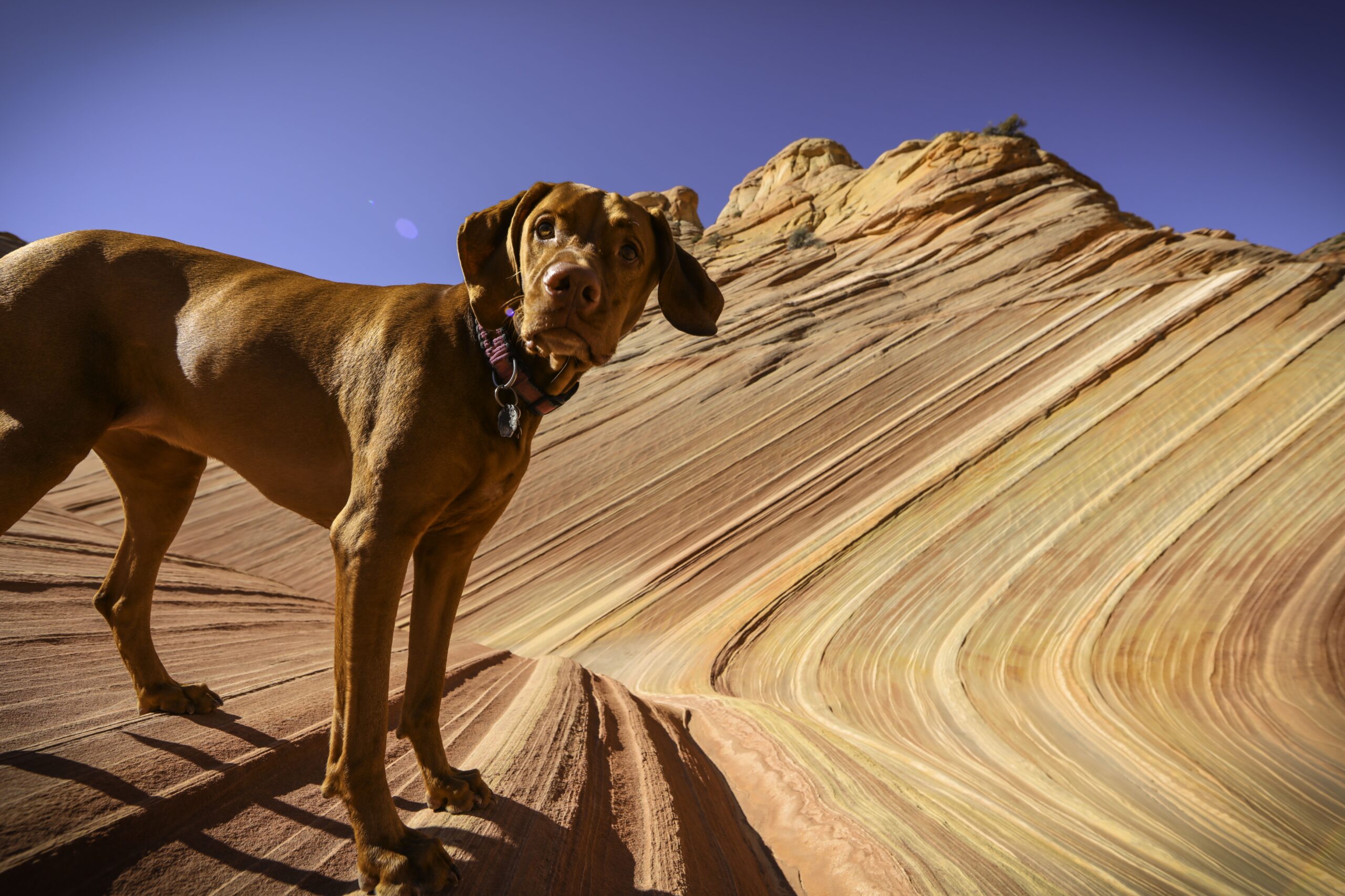 Uncover Pet-Nice Nationwide Parks