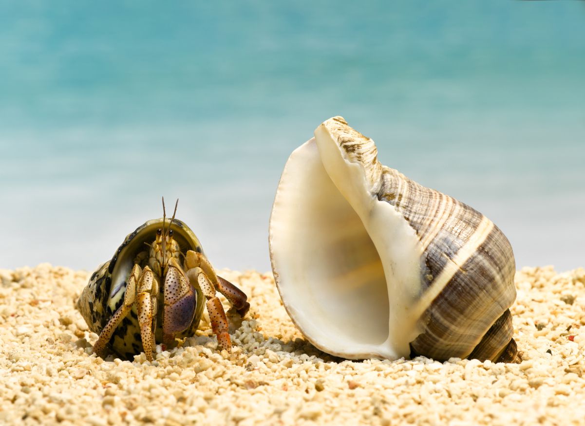 Hermit Crab Molting Indicators