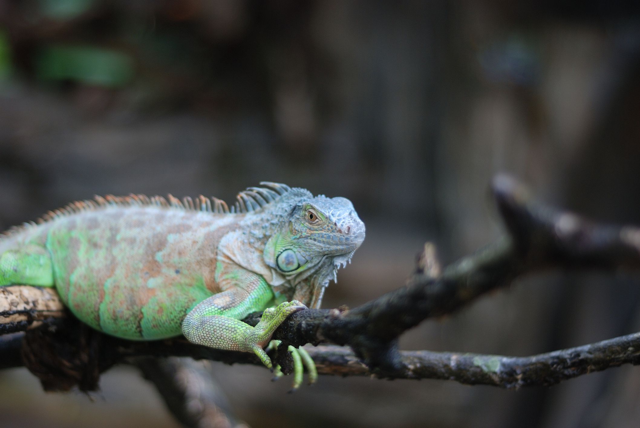 A Info to Caring for Iguanas as Pets