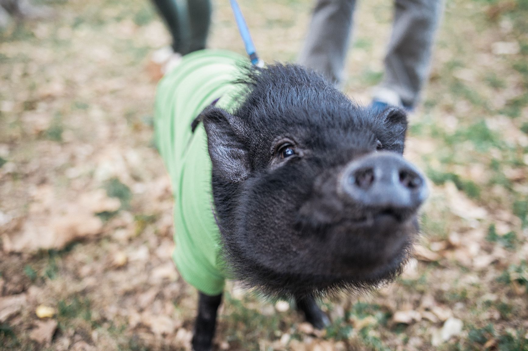 The way in which to Take care of Pet Potbellied Pigs