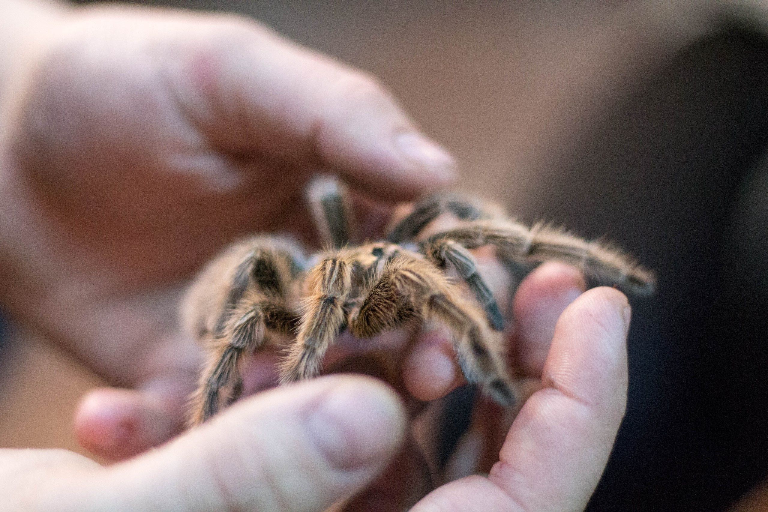 How one can Take care of a Pet Tarantula