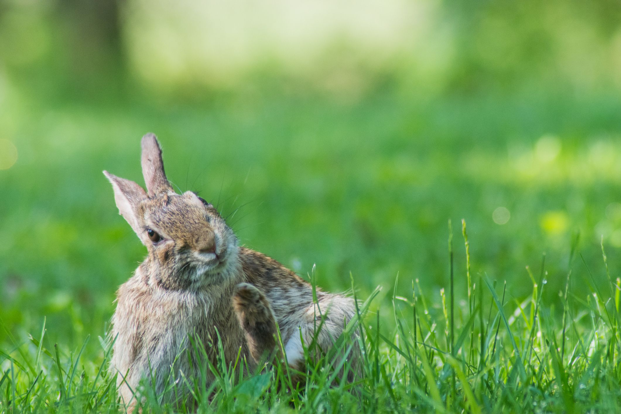 What to Do if Your Rabbit Is Itching and Scratching