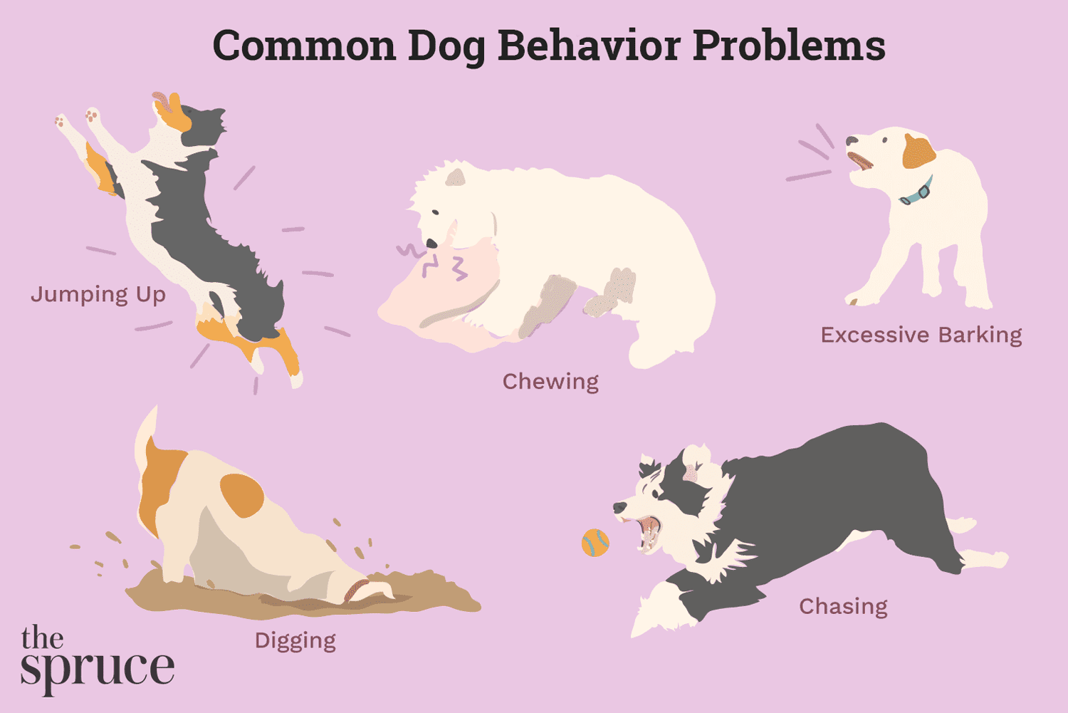 10 Widespread Canine Conduct Points and Choices