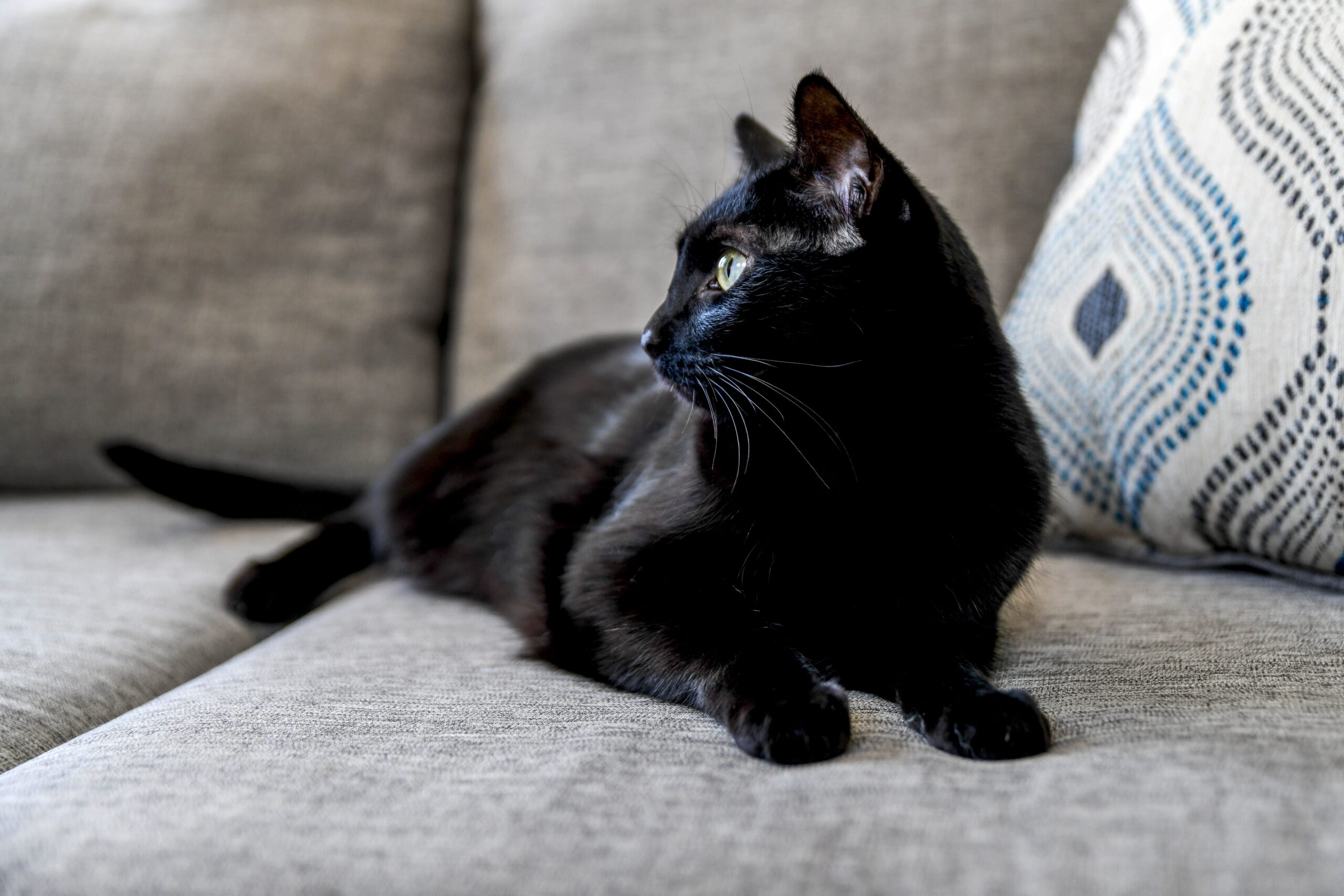 13 Fascinating Particulars About Black Cats