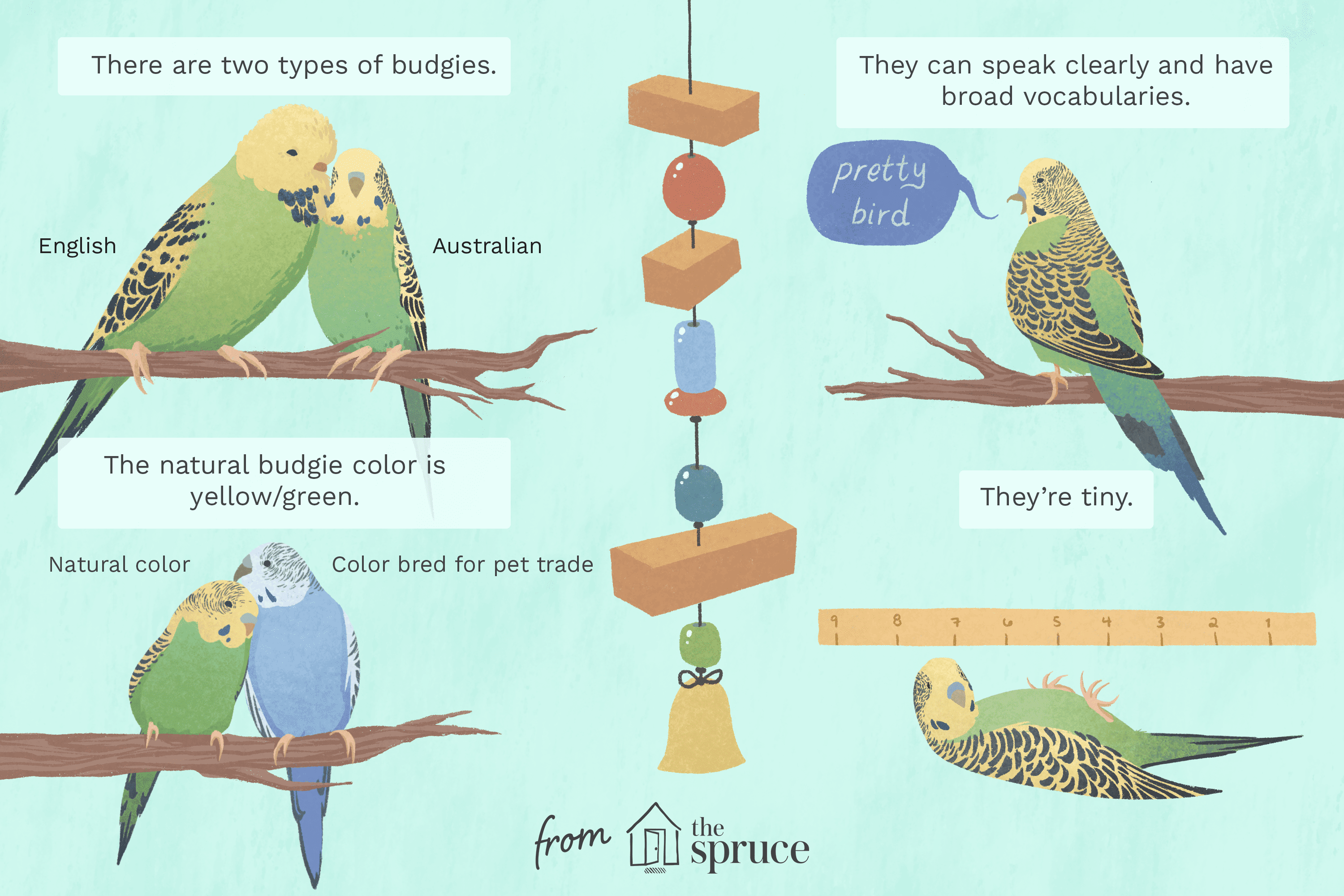 A Info to Pet Budgie Birds