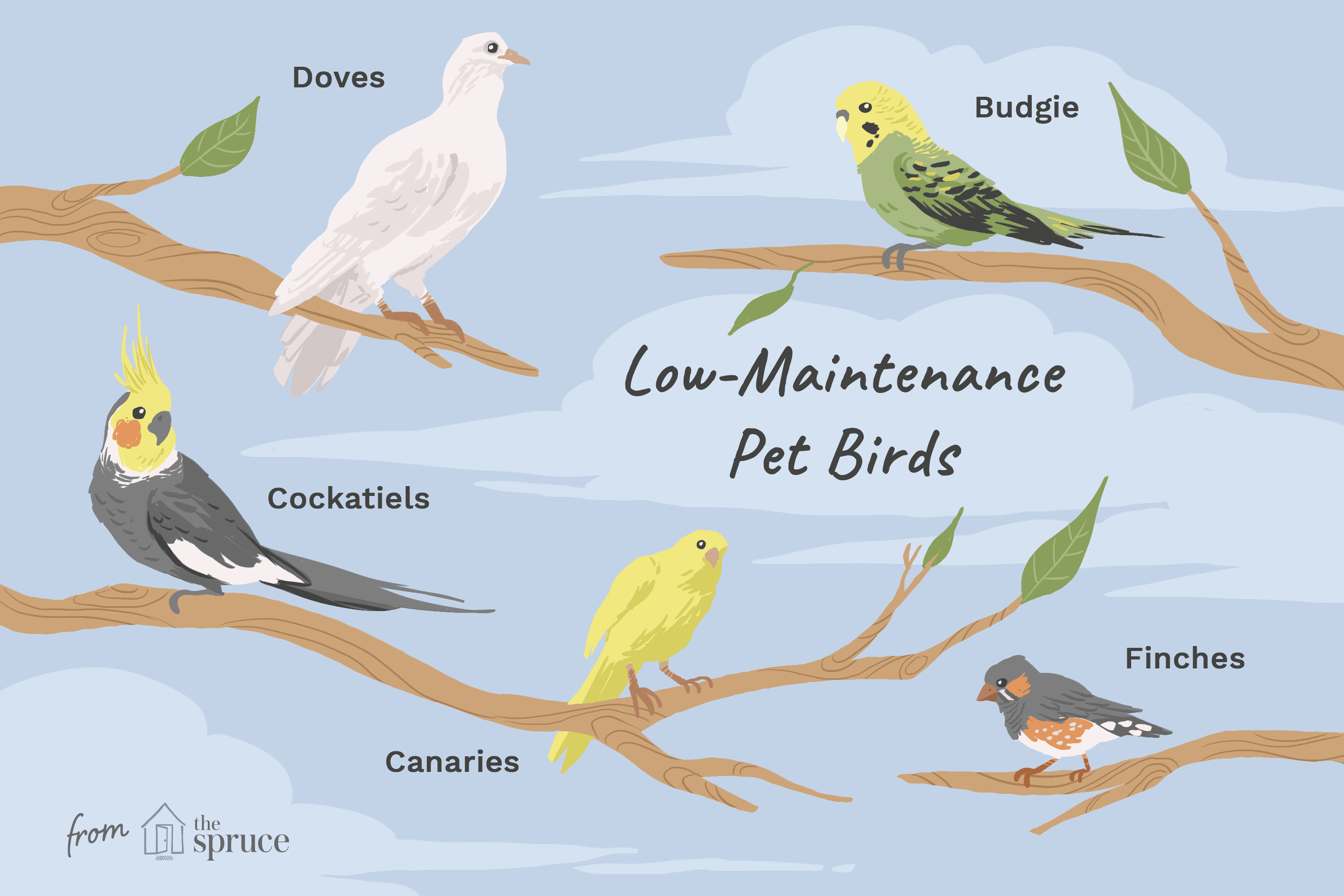 8 Prime Low-Repairs Pet Birds