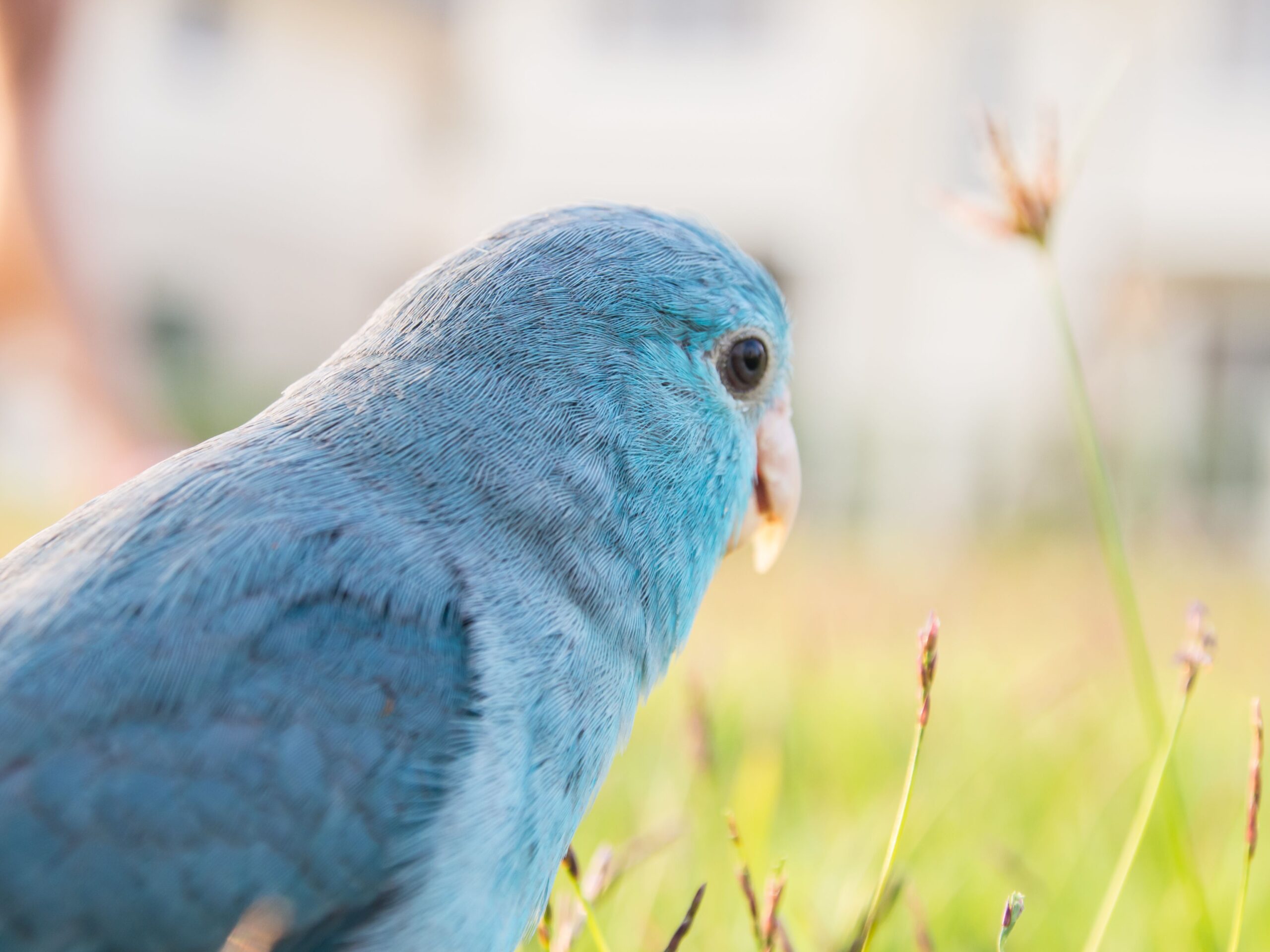 9 Excessive Blue Parrot Species to Protect as Pets