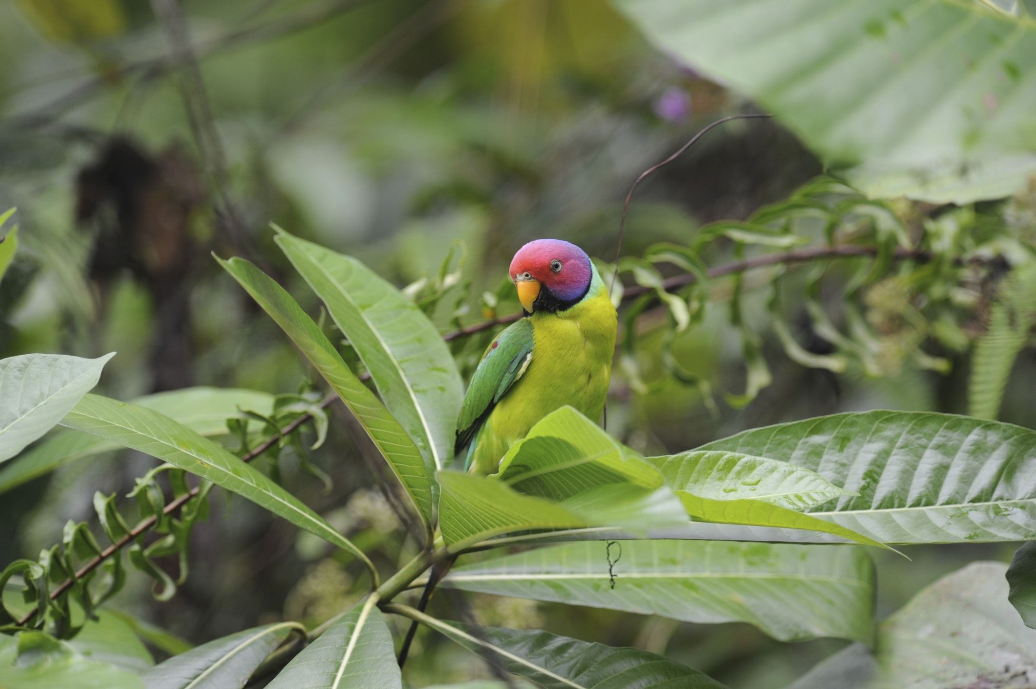 Plum-Headed Parakeet — Full Profile, Historic previous, and Care