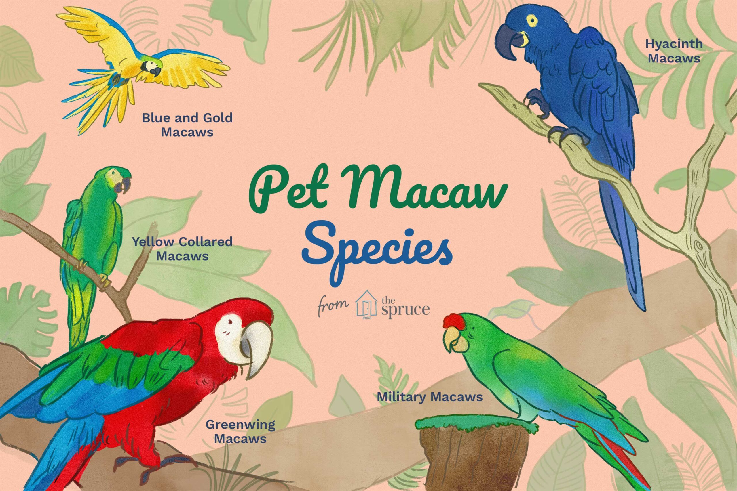 Completely completely different Types of Pet Macaws