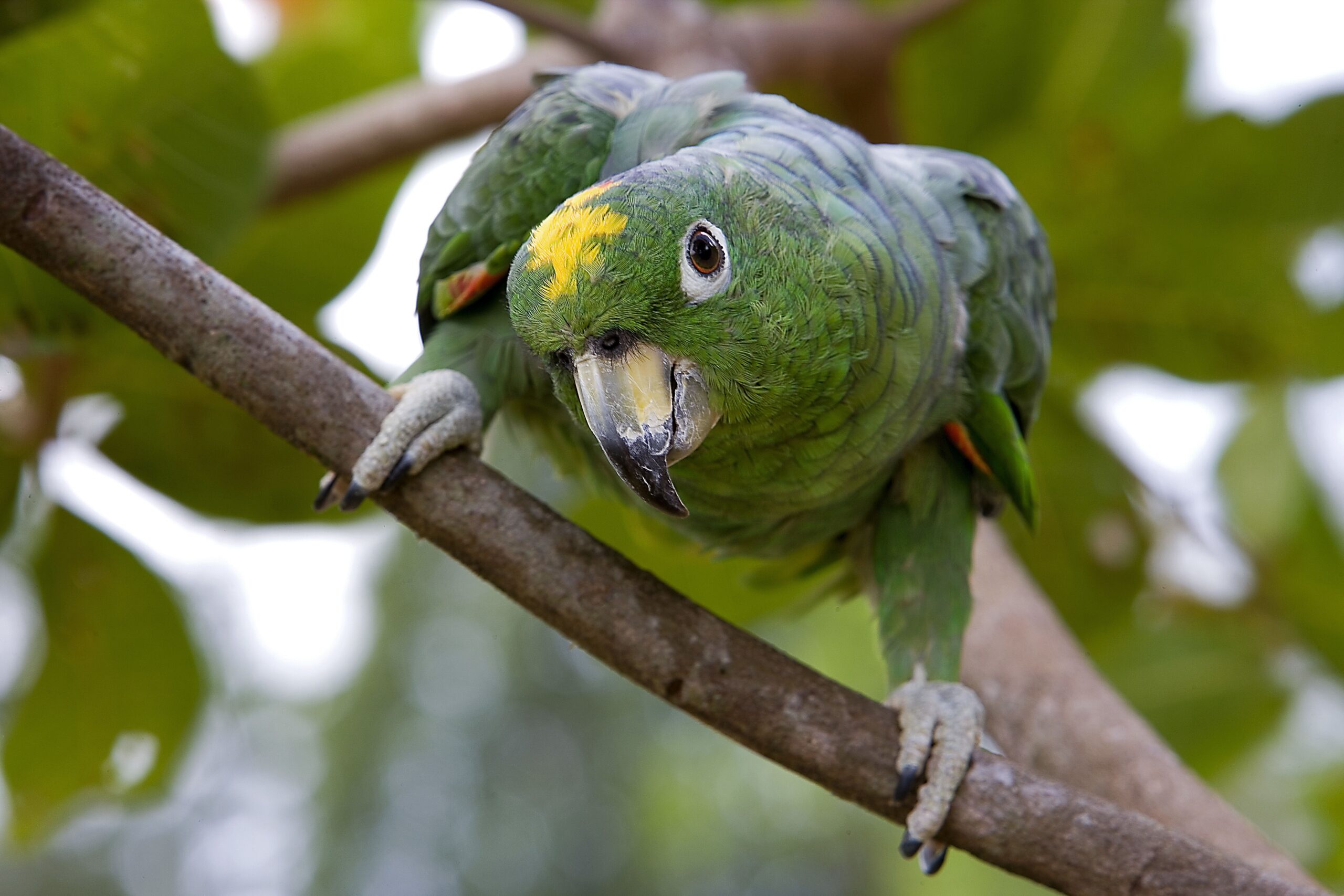 11 Prime Amazon Parrot Species to Maintain as Pets