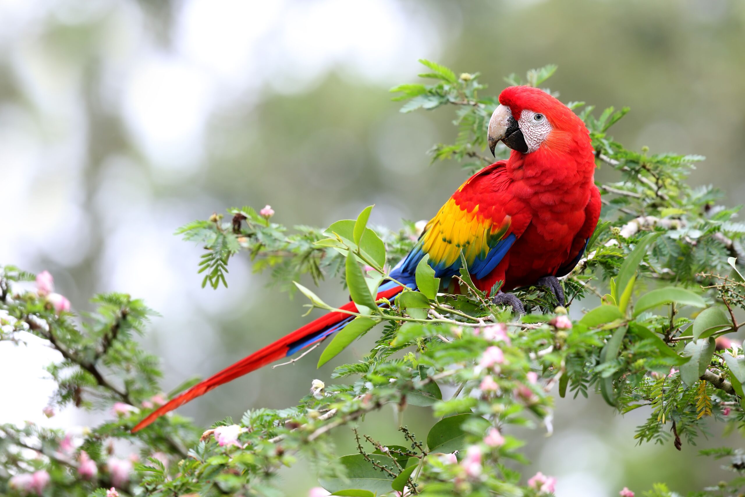 5 Pleasing Info About Macaws