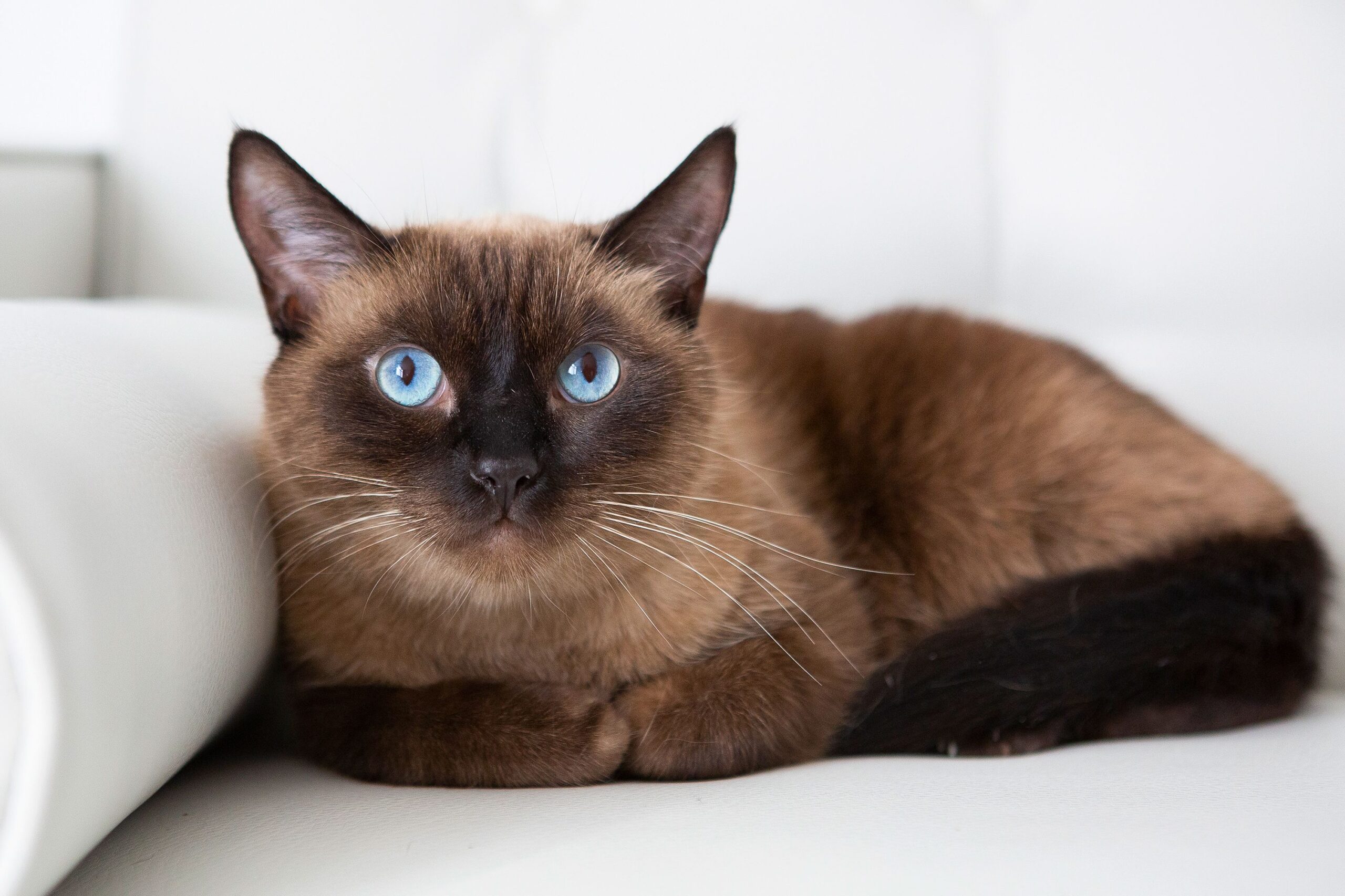 13 Smartest Cat Breeds