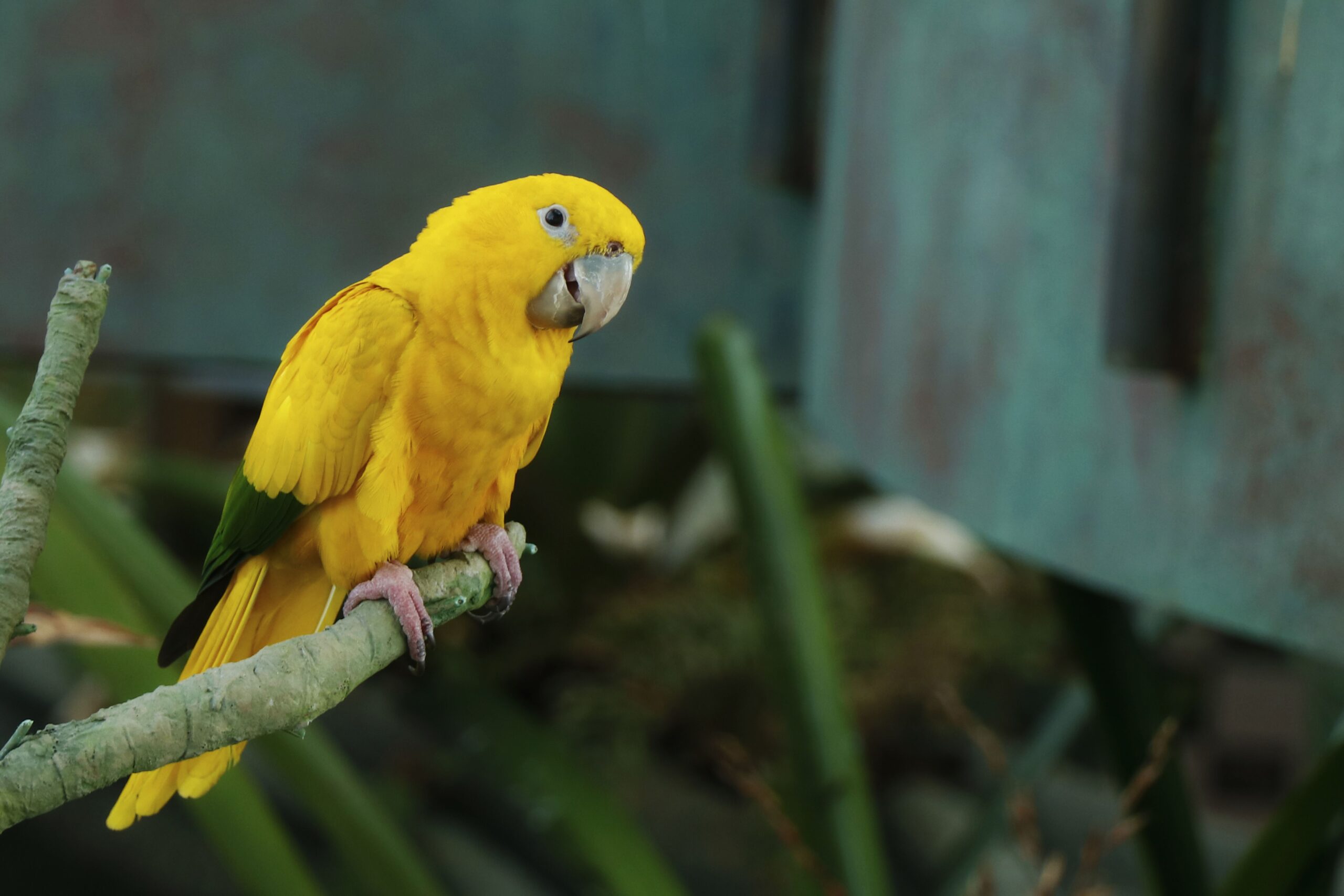 8 Prime Yellow Parrots to Maintain as Pets