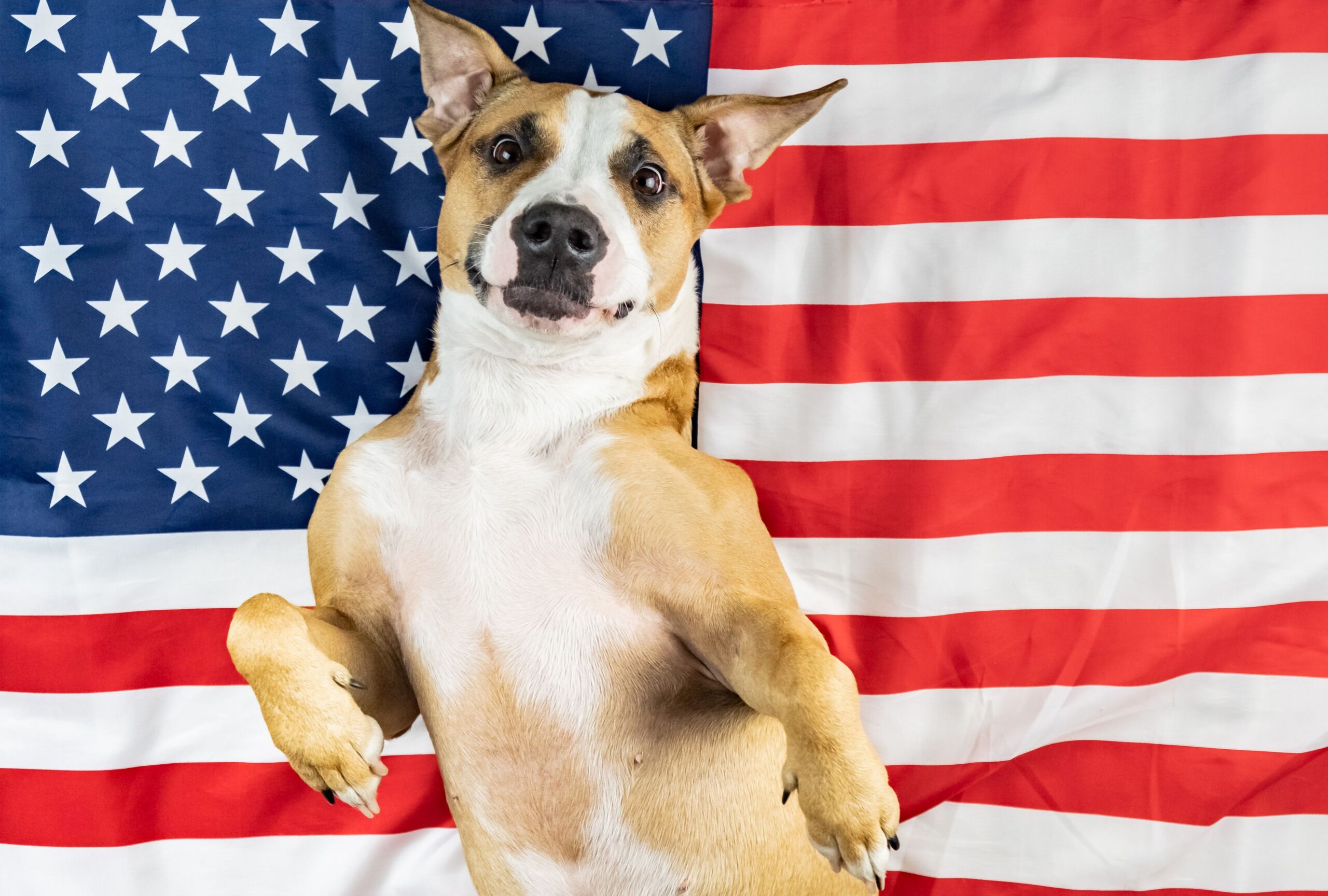 The Pets Who Have Run for Political Office inside the US