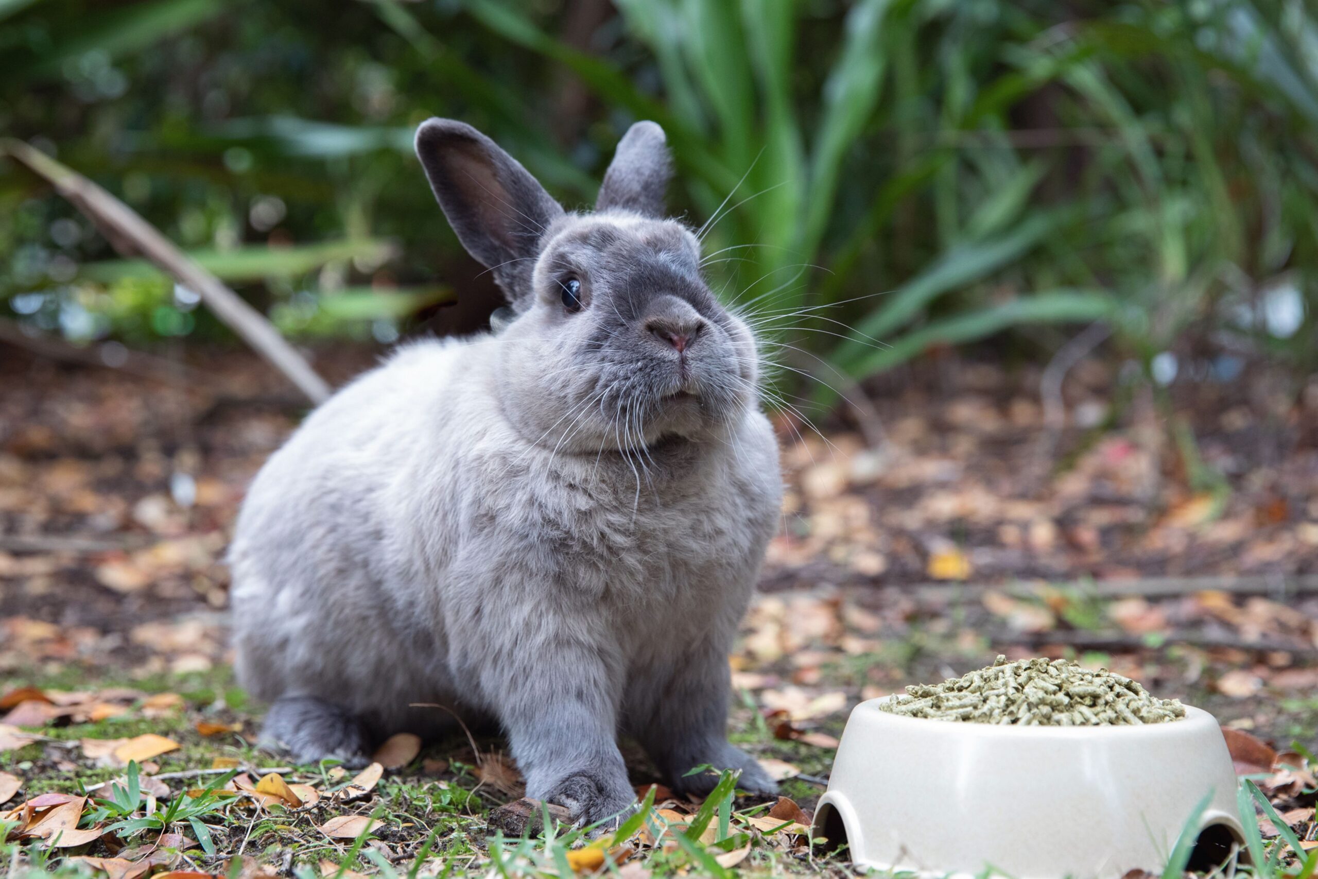 What to Do If Your Pet Rabbit Stops Consuming